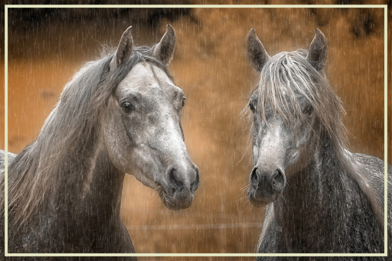 Herdis Halvas-Nielsen - Two-Arabians